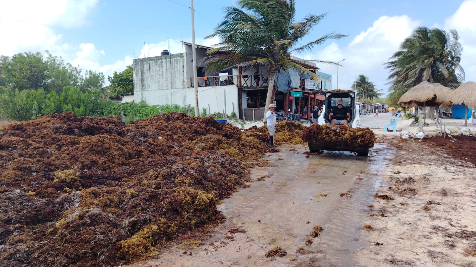 Massive Sargassum Accumulation