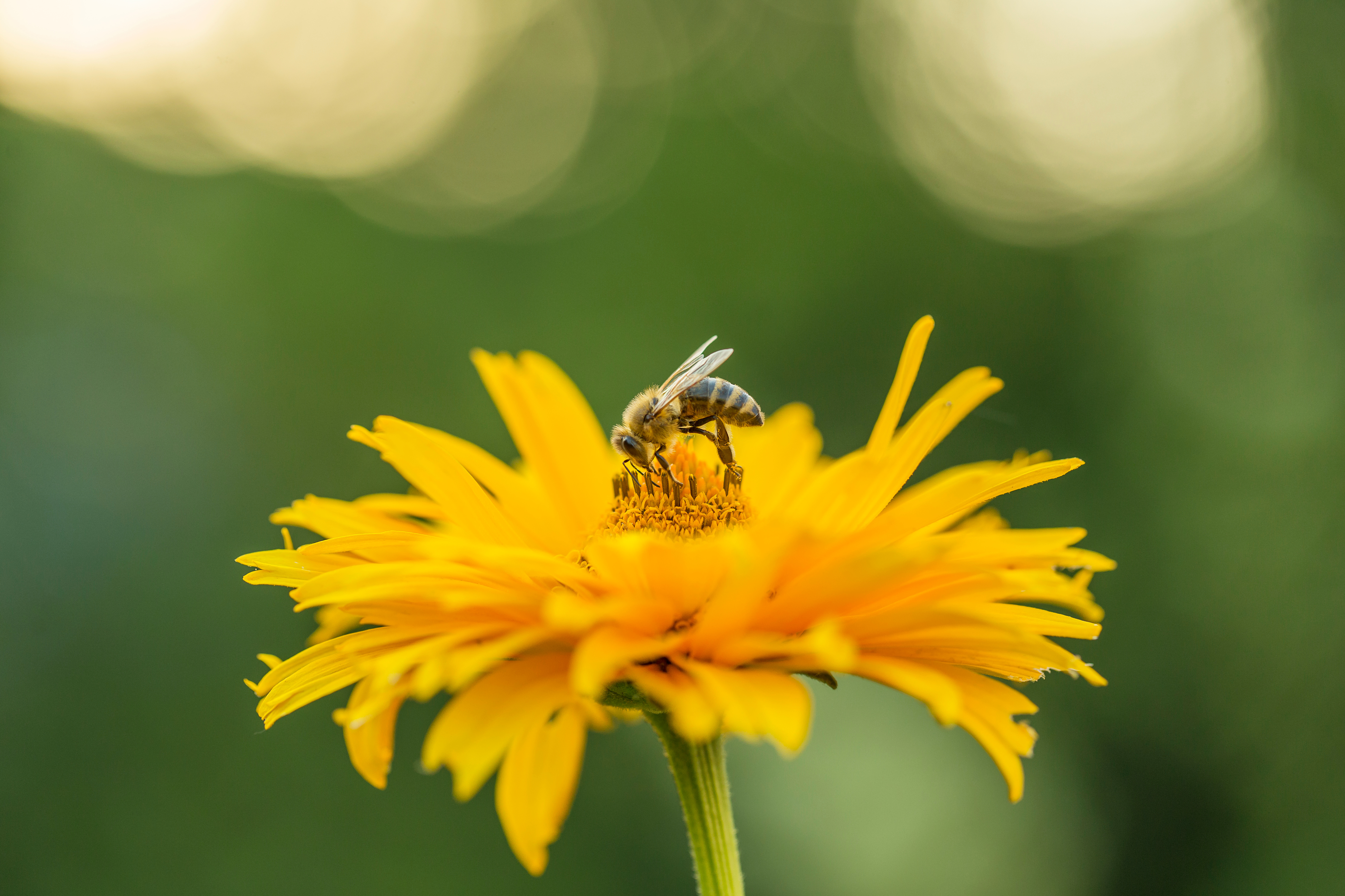 The Bee. The Sun. The Wind. The Rain.