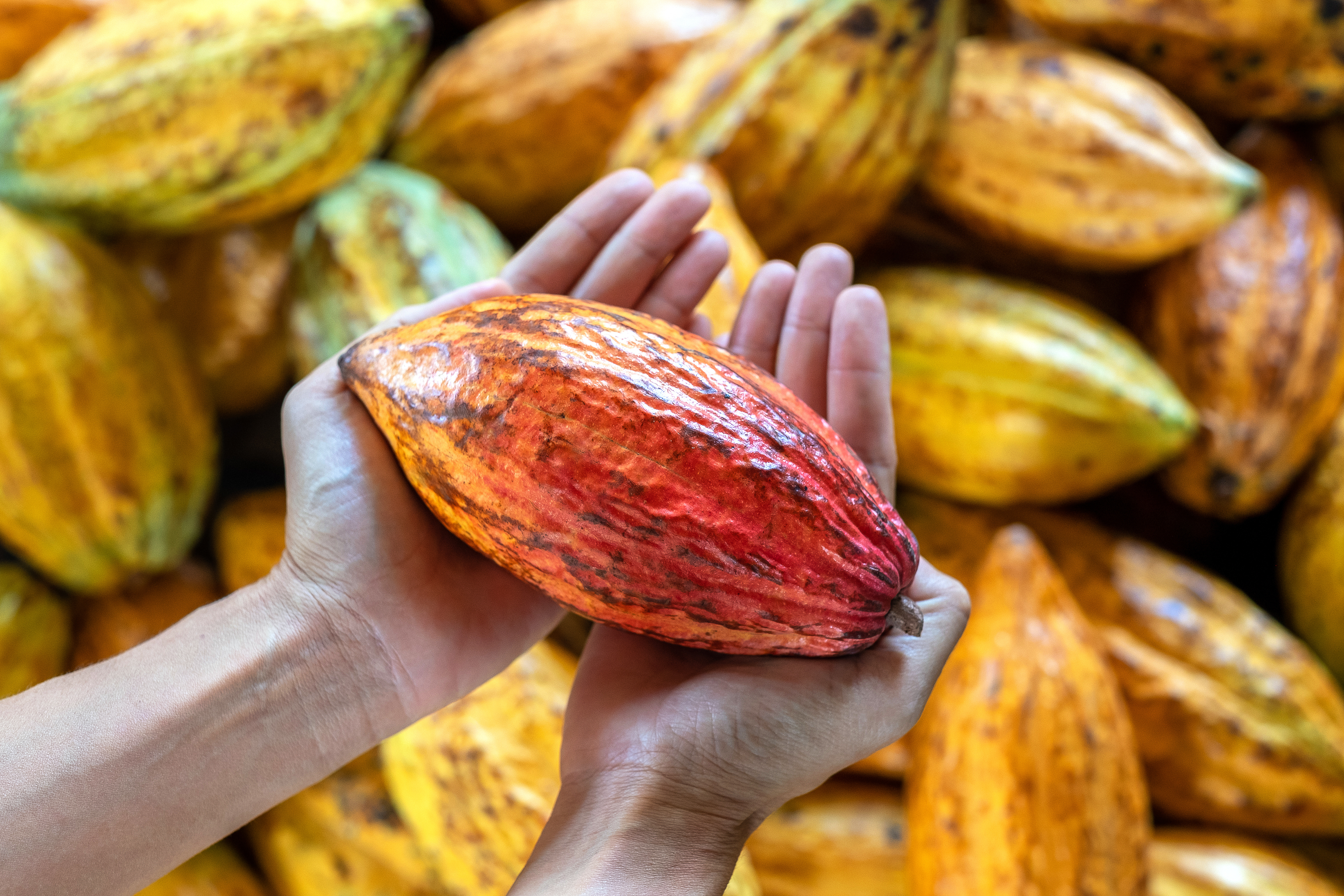 Cacao.