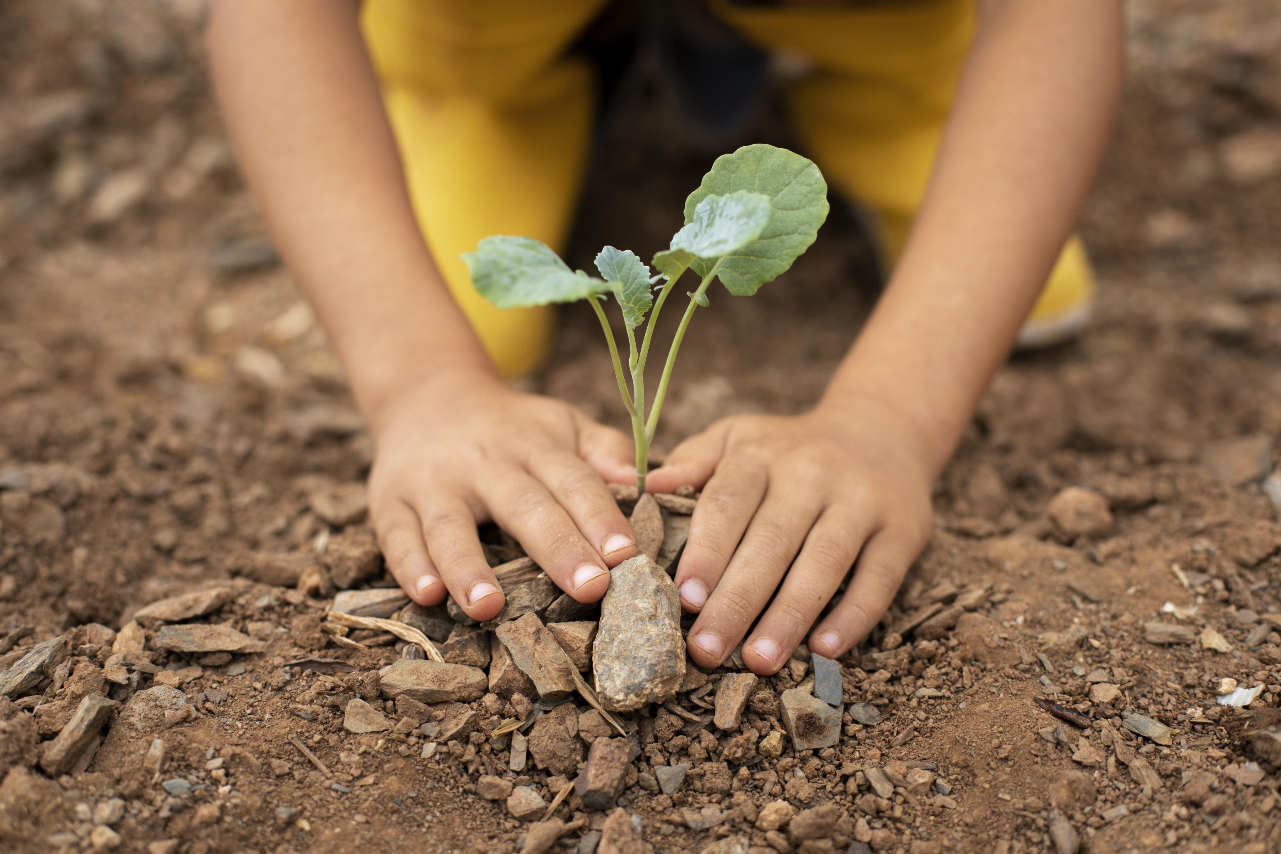 Book & Plant a Tree On Site