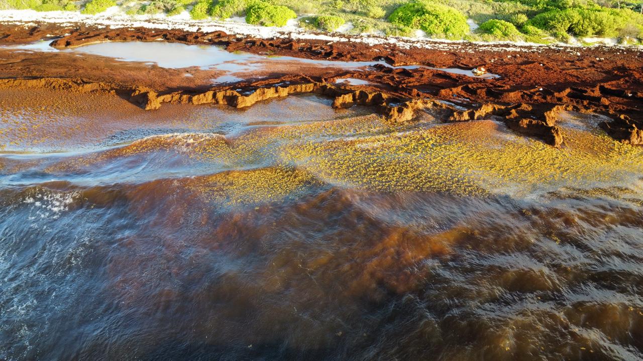 The Sargassum Challenge