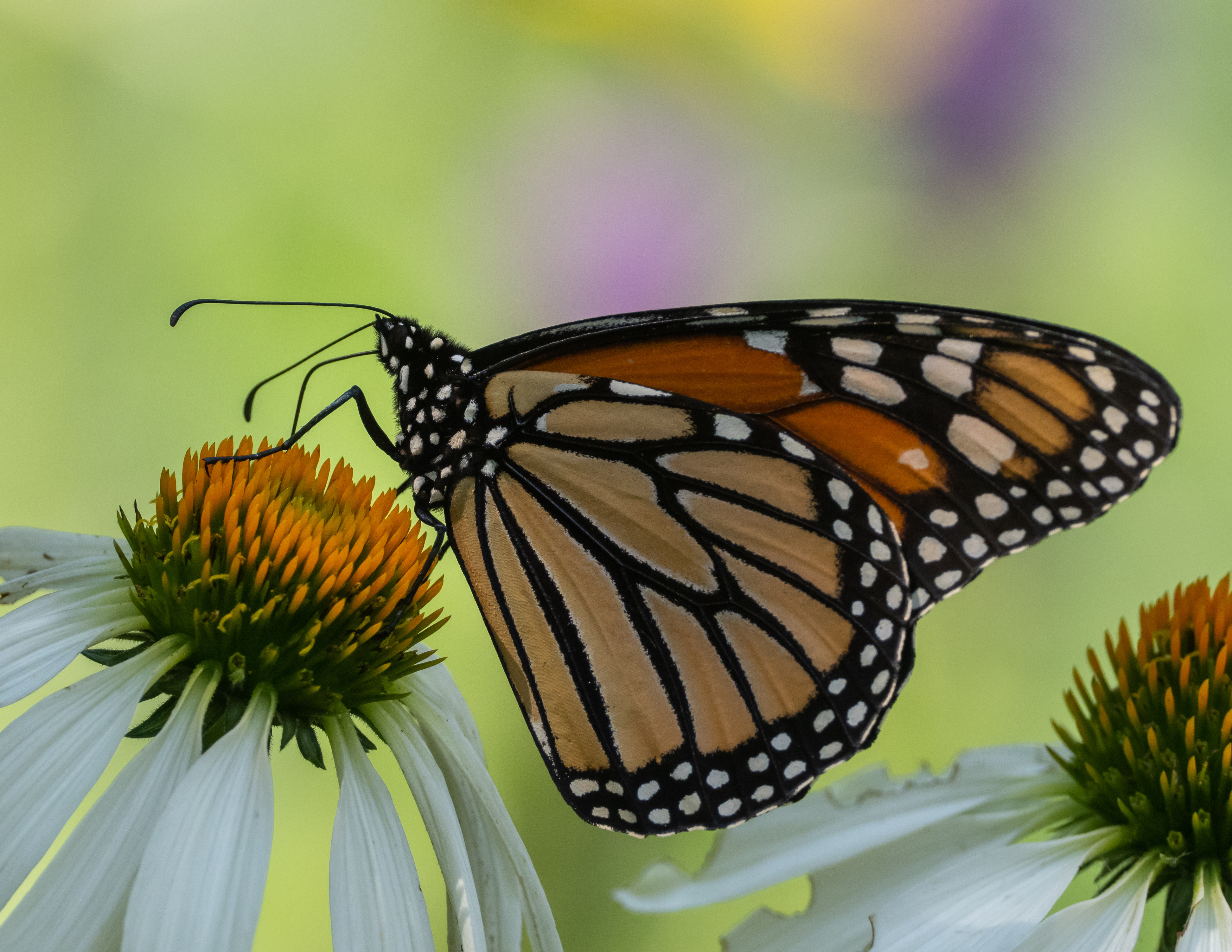 The Monarch Butterfly and the Mazahua