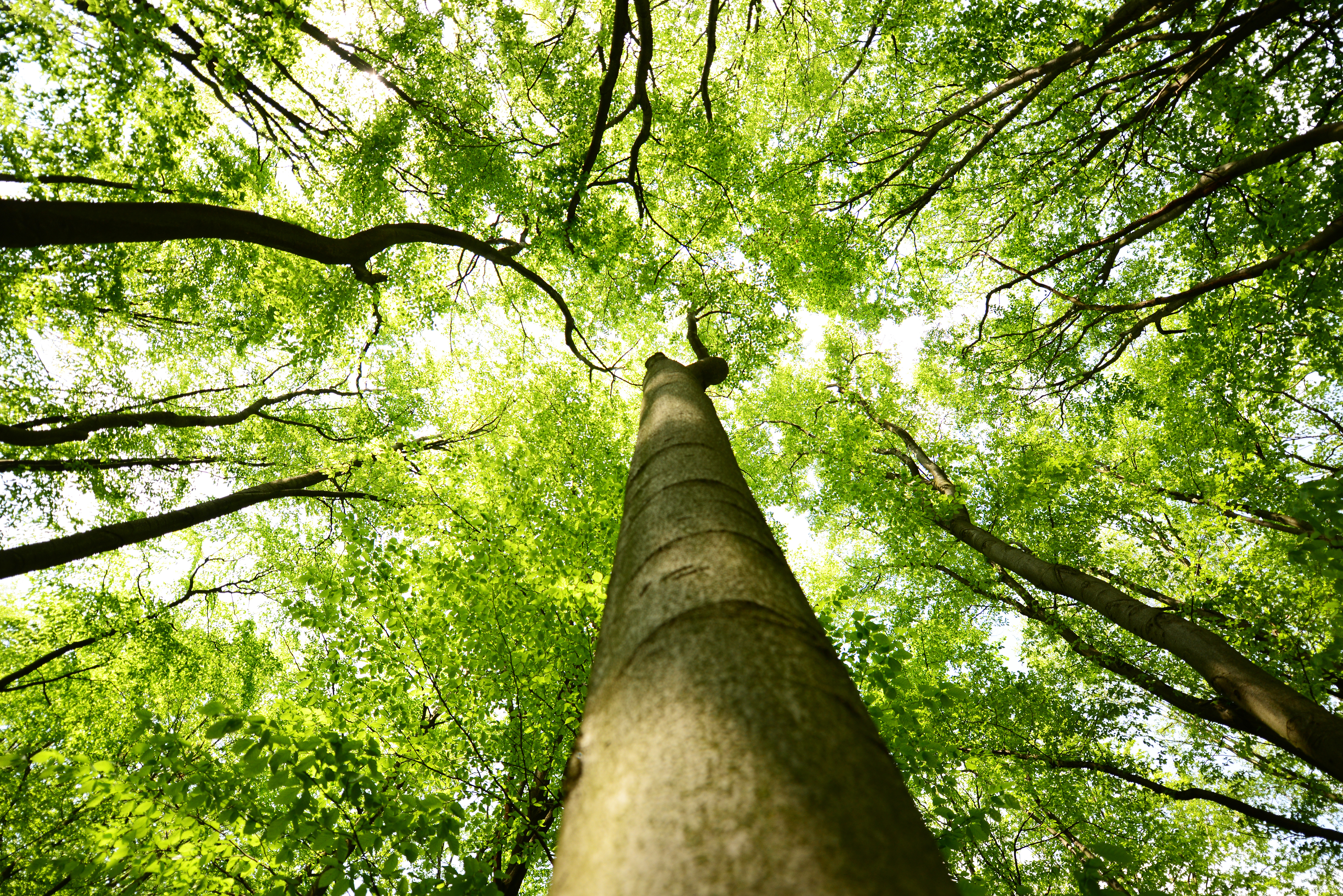 Trees Talk To Each Other.