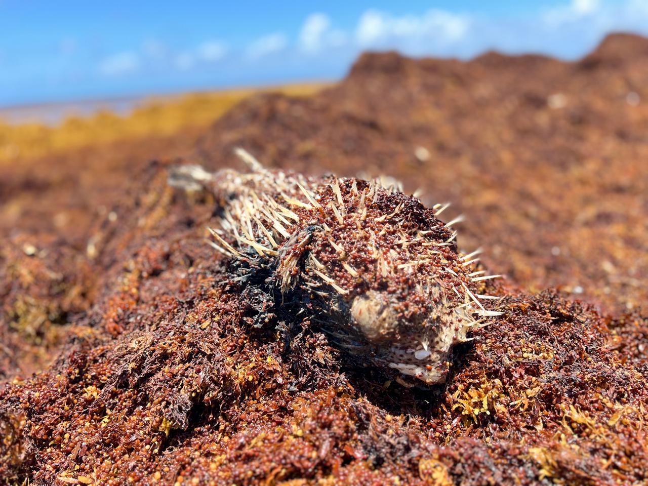 Toxic Threats to Life